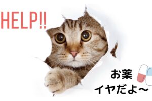 猫 薬 飲ませ方